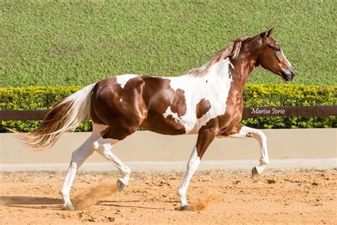 Cruzamento de cavalo pampa de preto com égua pampa de。